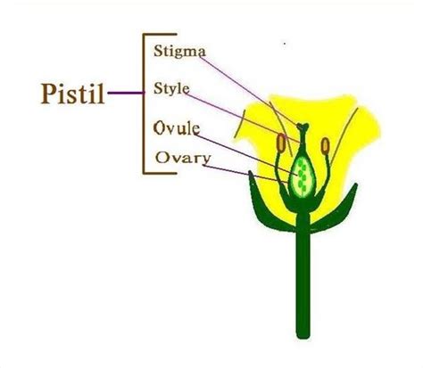 Female flower organs Figgerits Answer .